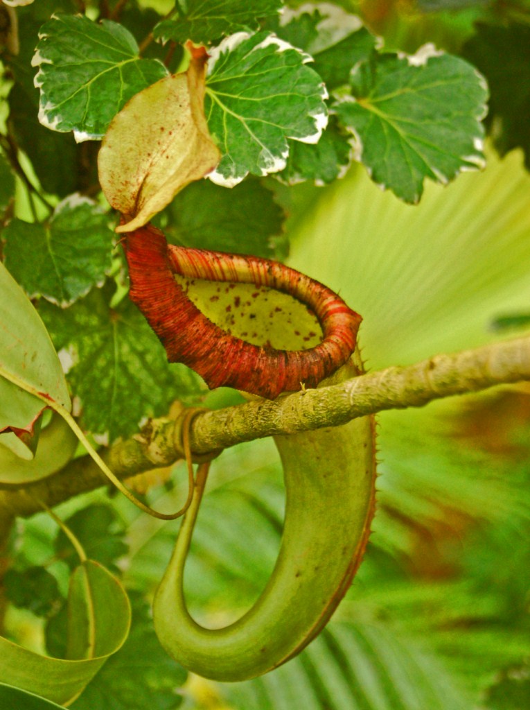 Nepenthes